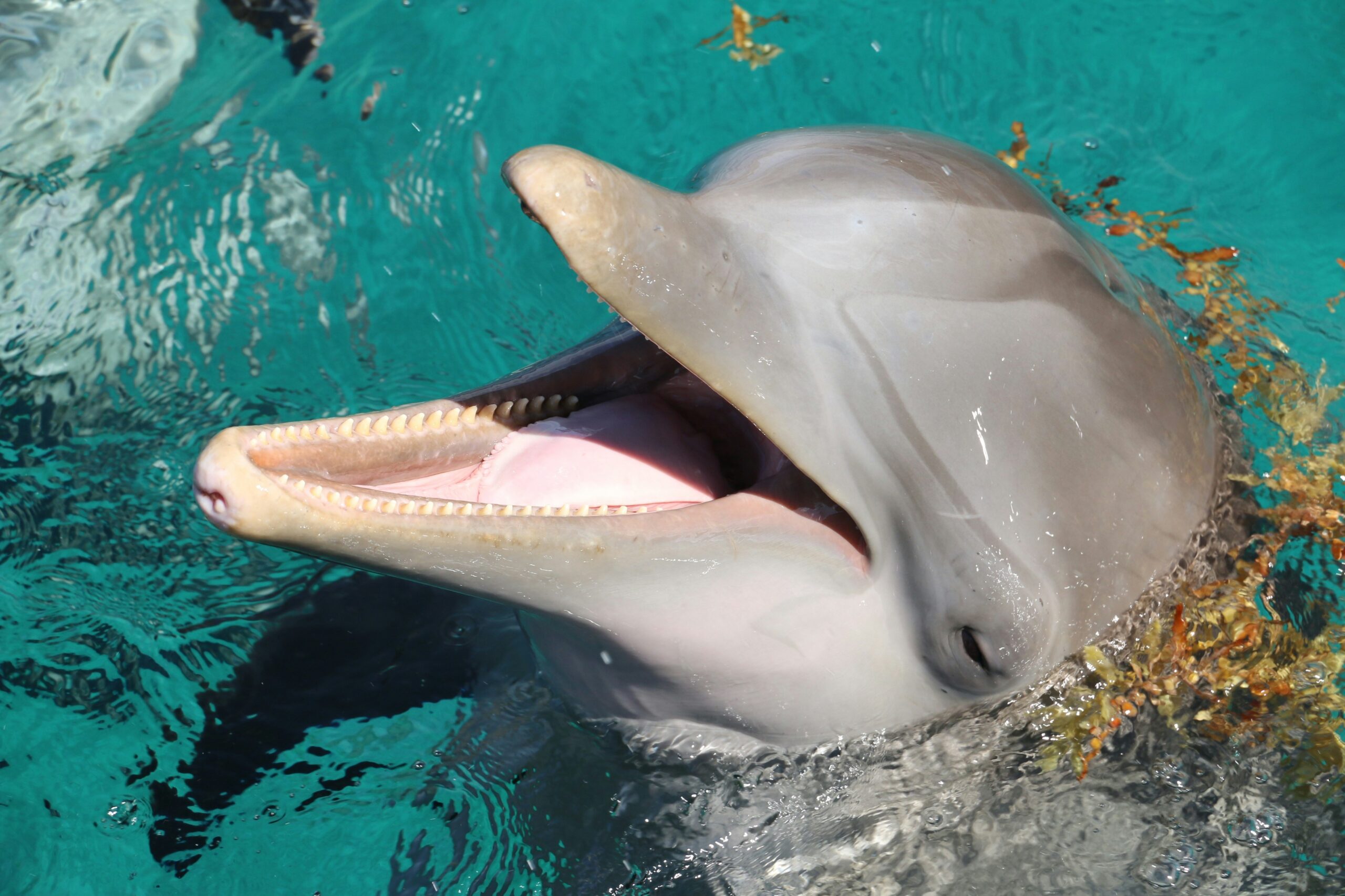 dolphin photo