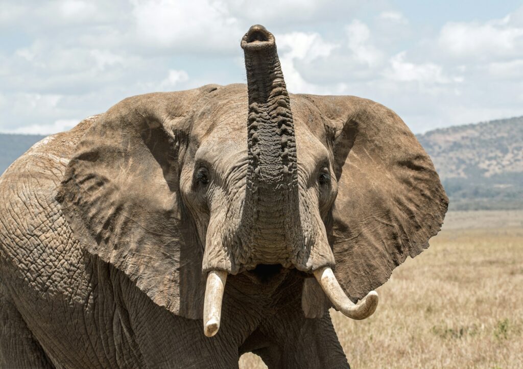 Elephant photo
