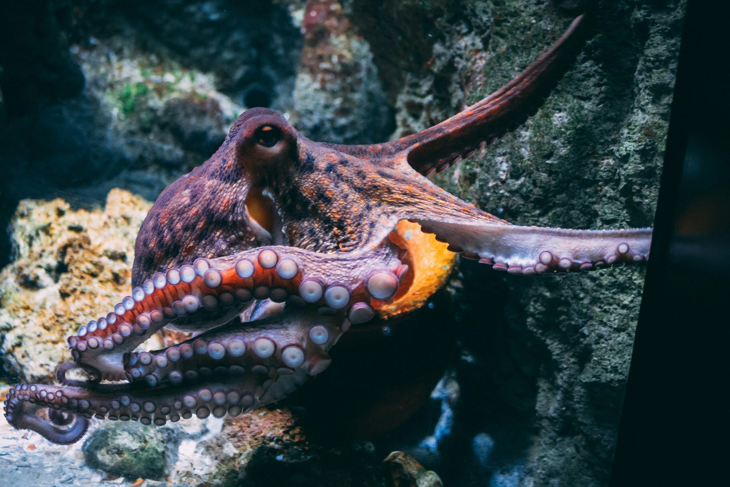 Octopus photo