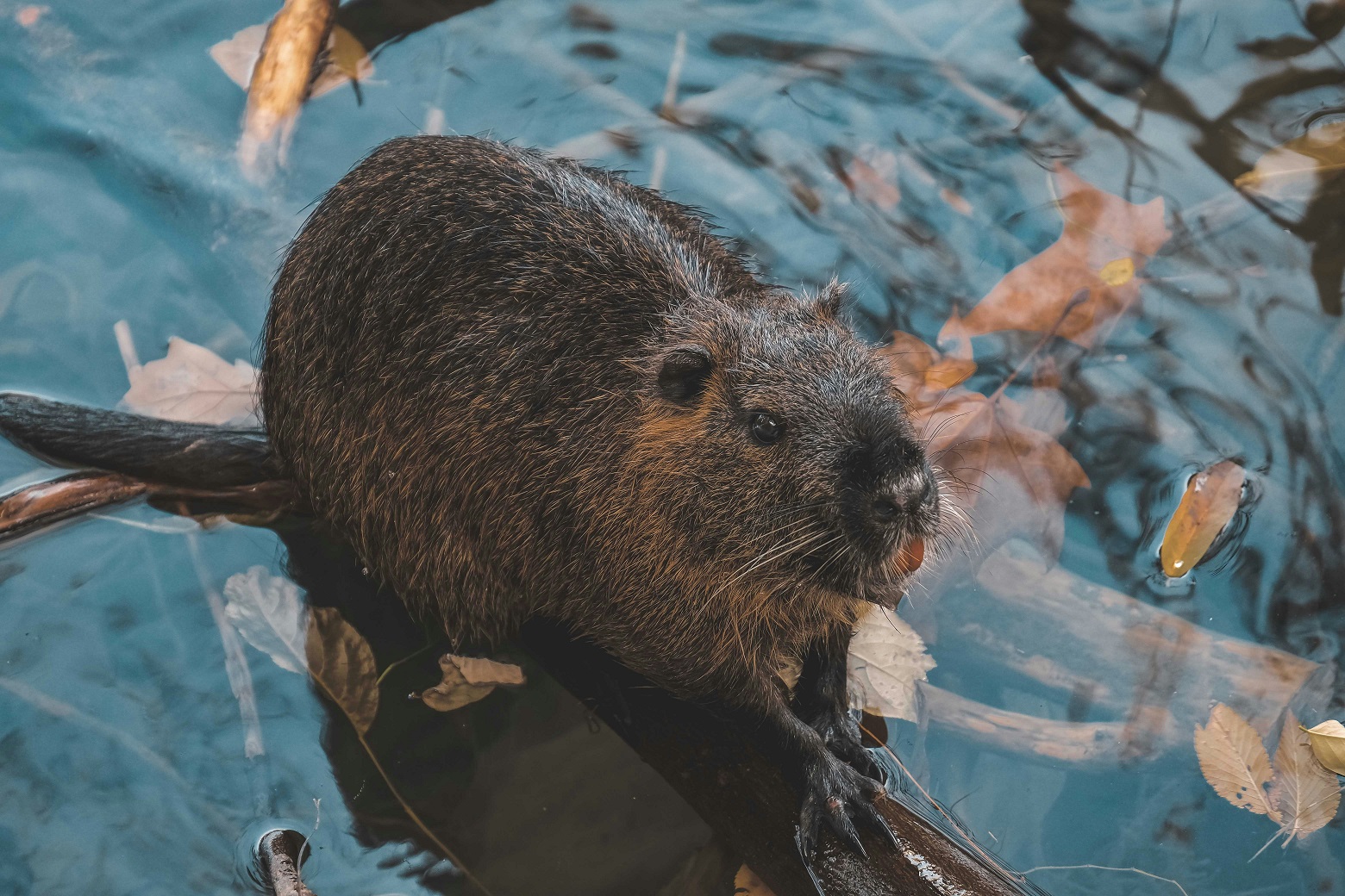 Beaver photo