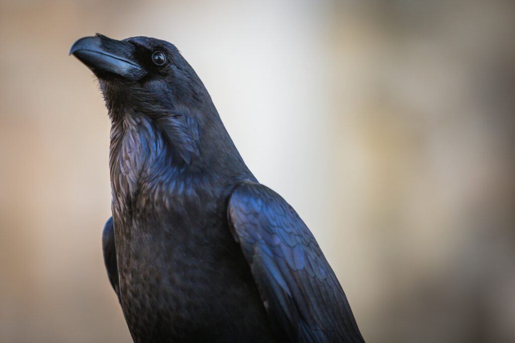 Raven photo