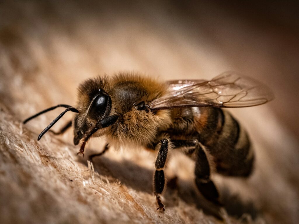Honey Bee photo