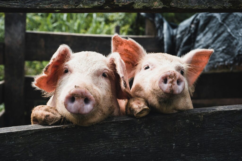 Pigs photo