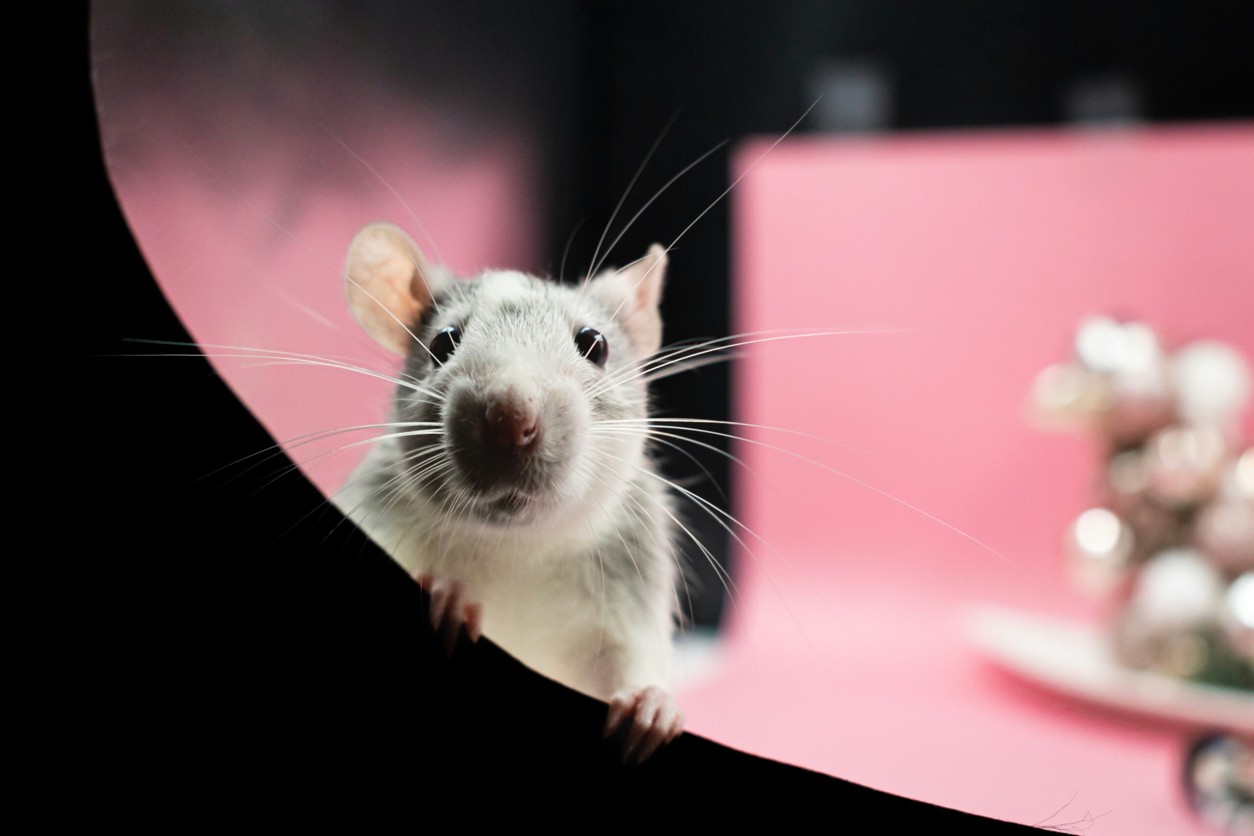 Rat photo