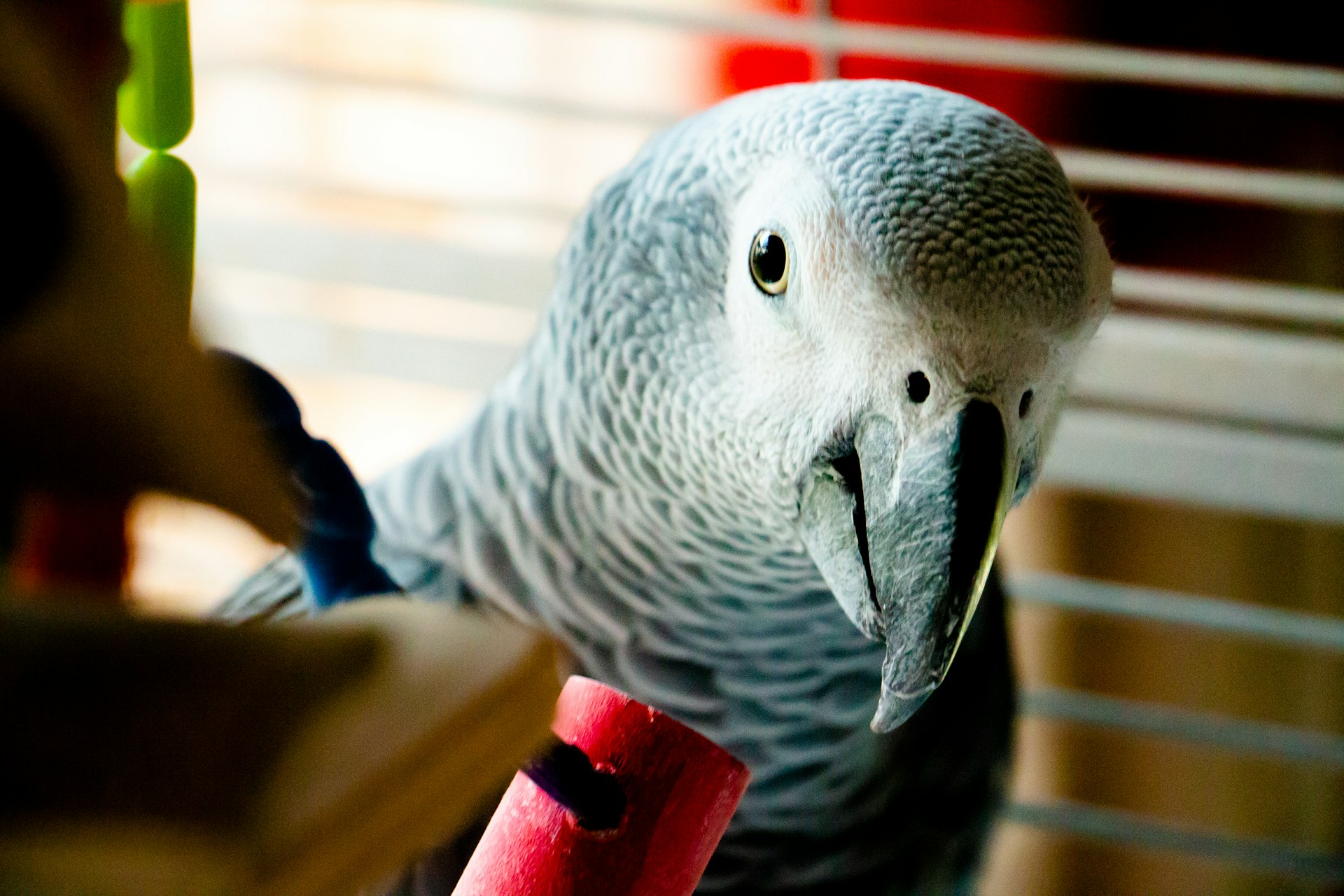 African grey parrot photo