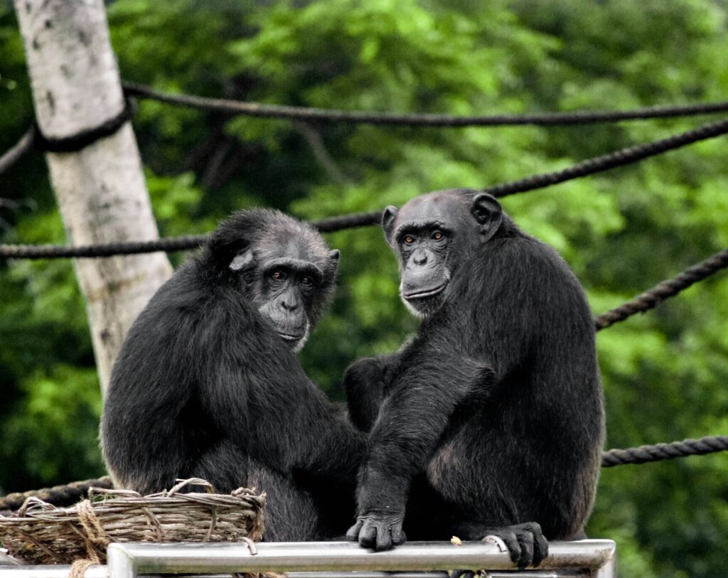 chimpanzees photo