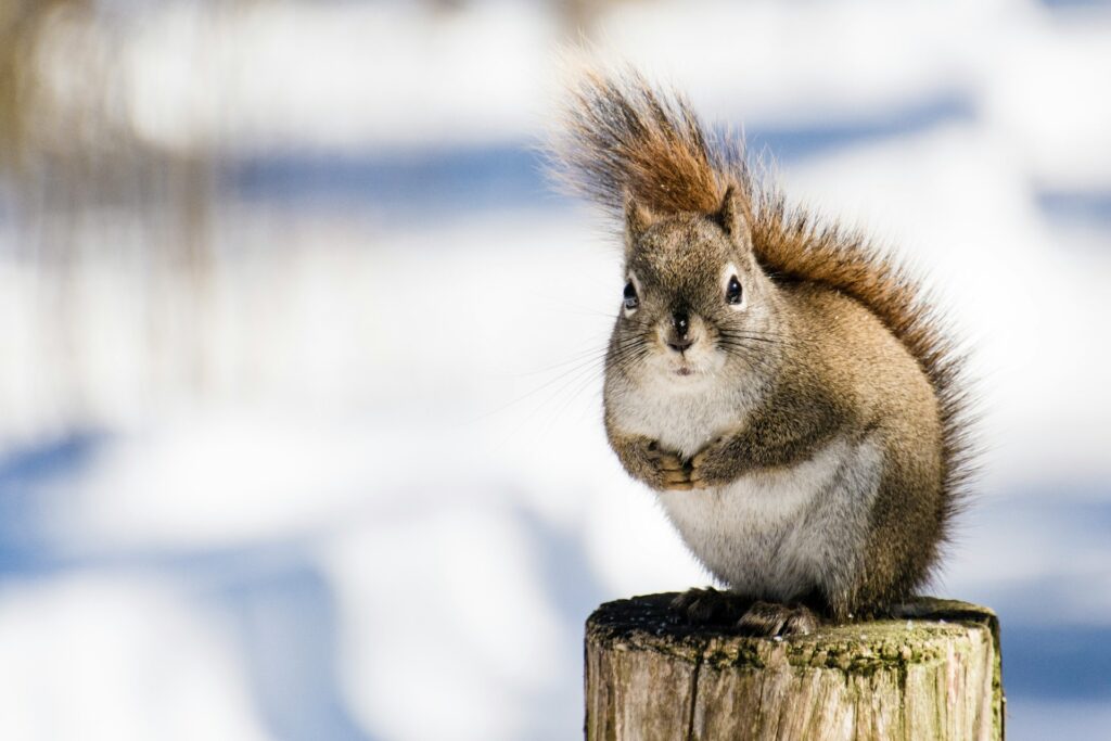 Squirrel photo